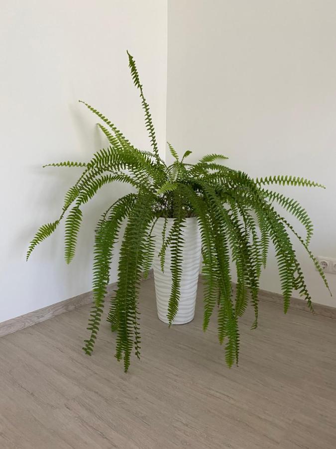 Centra Apartamenti Alūksne Buitenkant foto